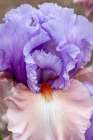 USA, Oregon. Garden in full bloom with close-up of bearded iris Art Print